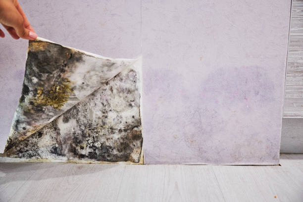 Best Industrial Mold Remediation in Union City, TN
